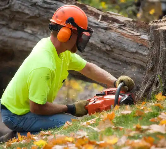 tree services North Seekonk